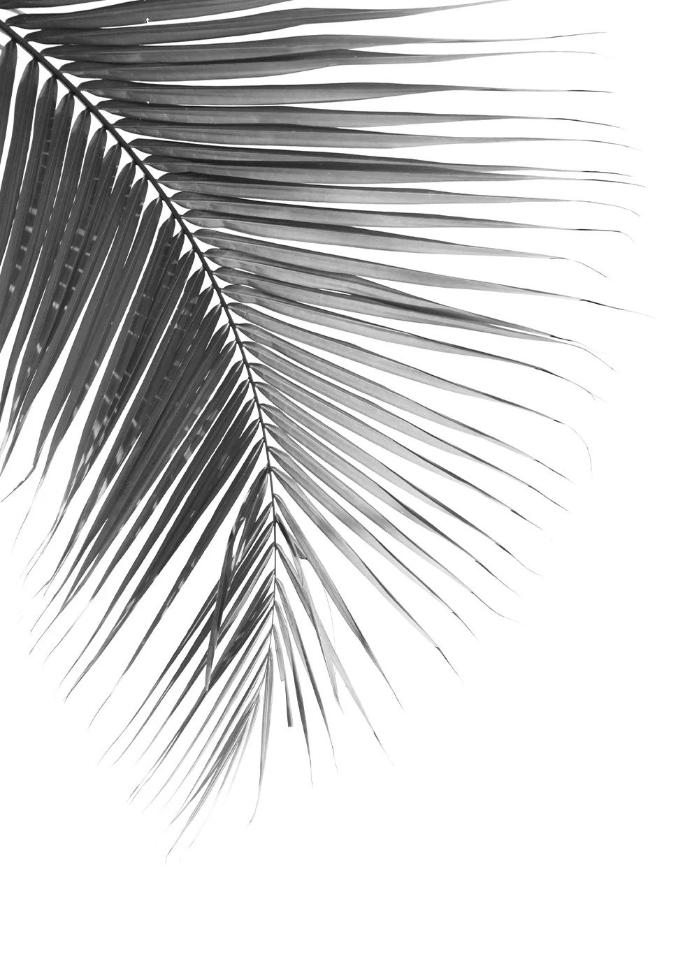 Palm Leaf in Monochrome Plakat