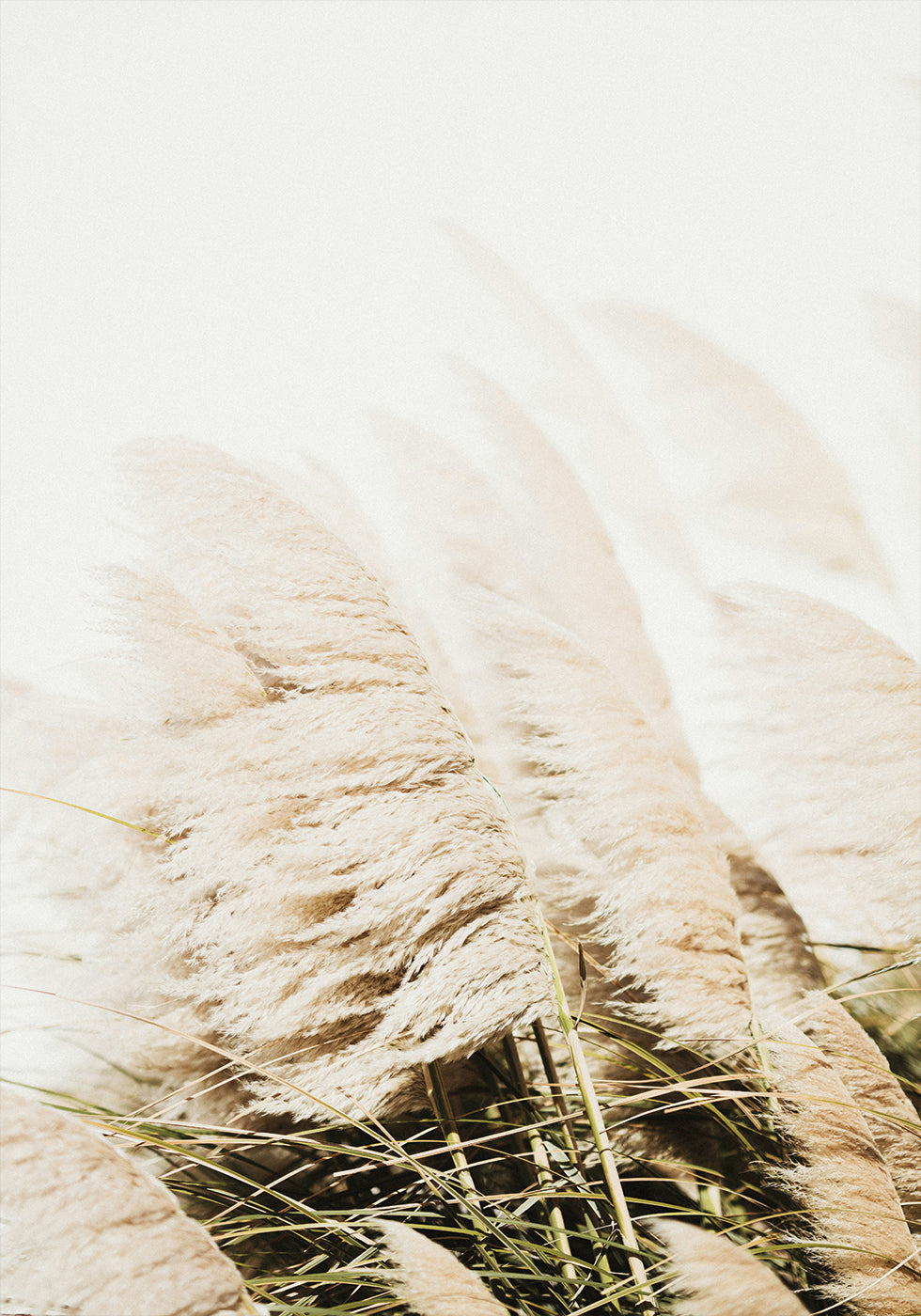 Pampas Grass Plakat