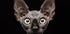 Sphynx Cat - Posterbox