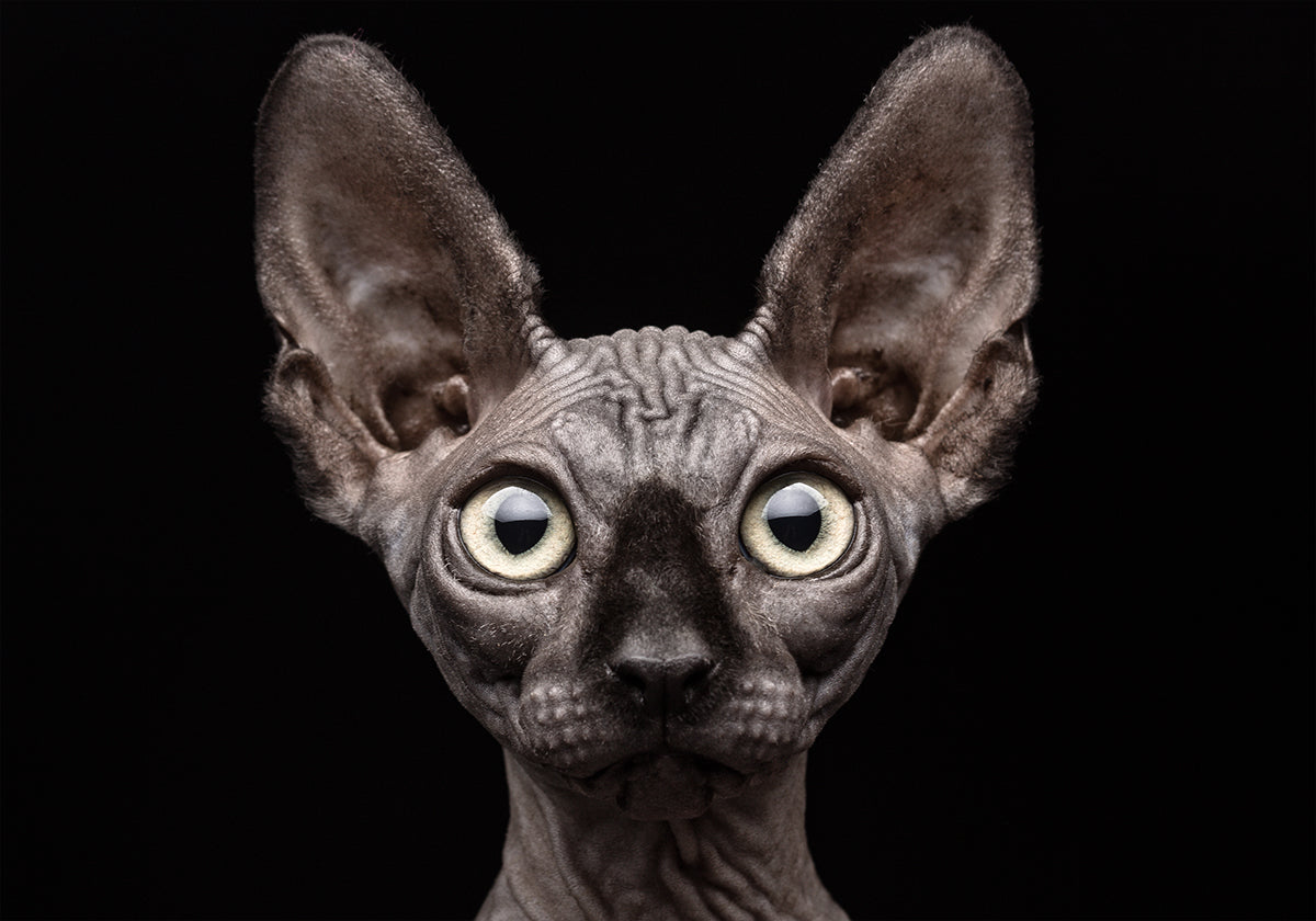 Sphynx Cat - Posterbox