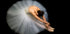 Elegance - Posterbox