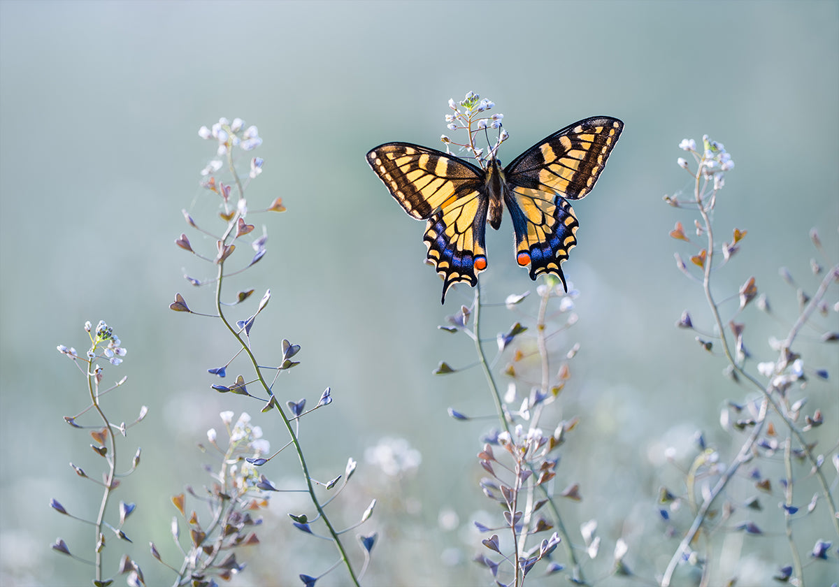 Swallowtail beauty - Posterbox