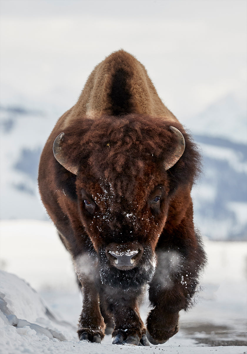 Bison Incoming Plakat - Posterbox
