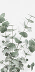 Eucalyptus Creative 16 Plakat - Posterbox