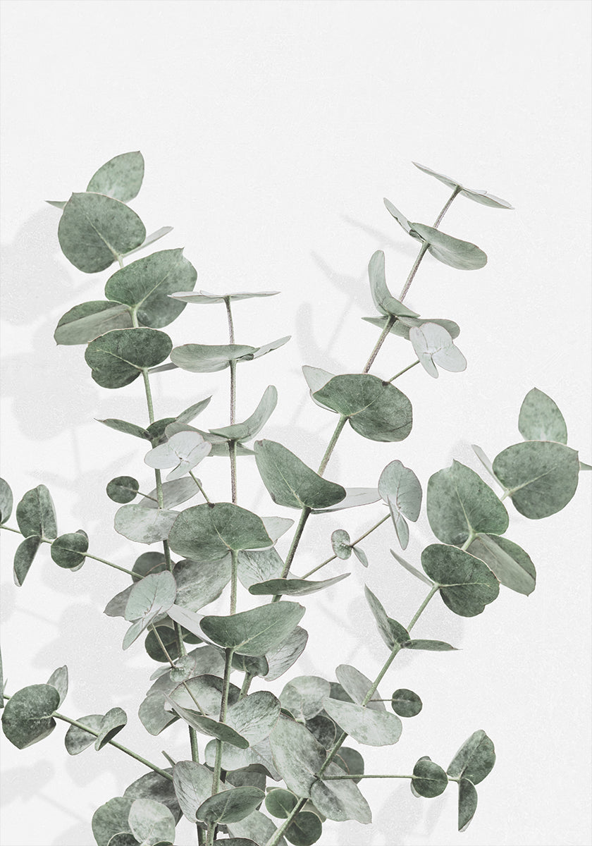 Eucalyptus Creative 16 Plakat - Posterbox