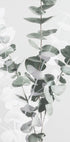 Eucalyptus No.3 Plakat - Posterbox