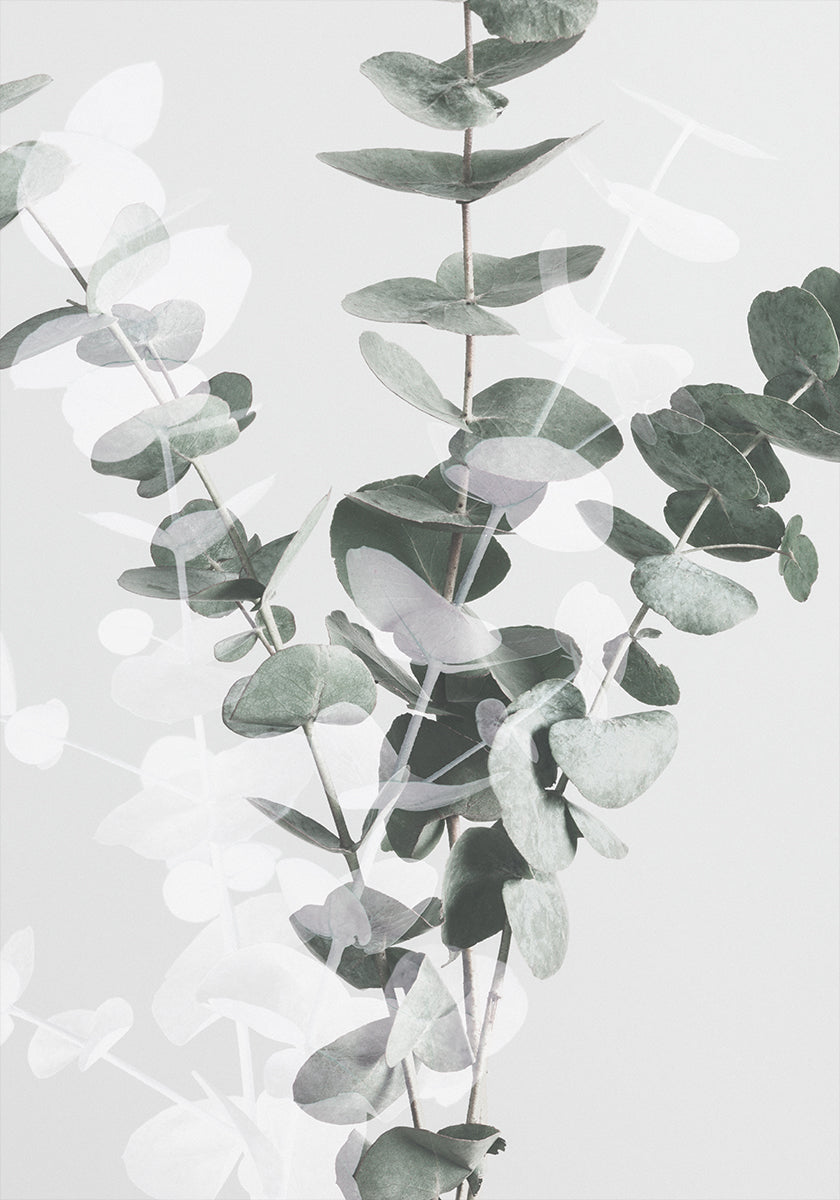 Eucalyptus No.3 Plakat - Posterbox