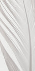 Feather_006 - Posterbox