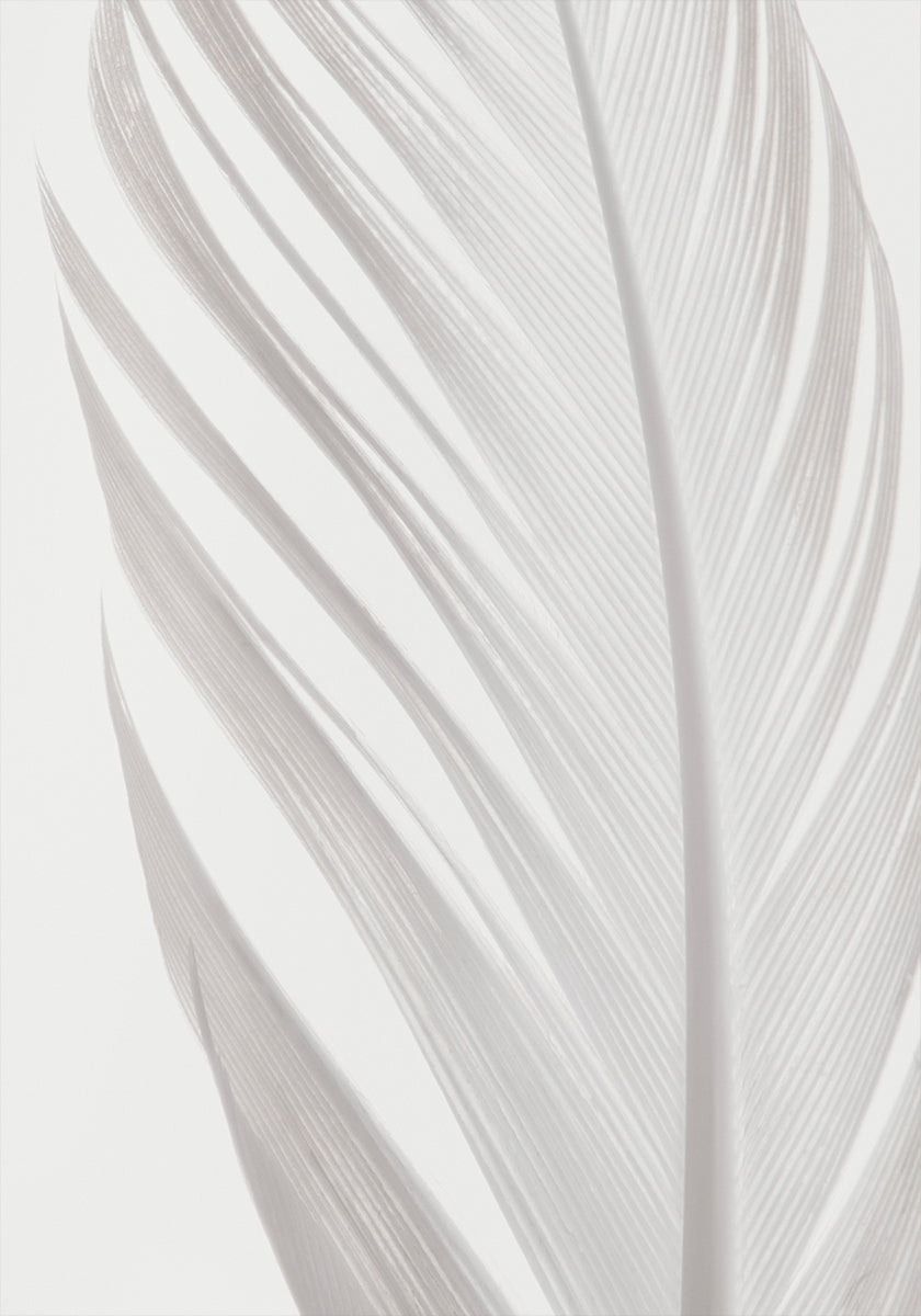 Feather_006 - Posterbox
