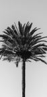 Palm_003 - Posterbox