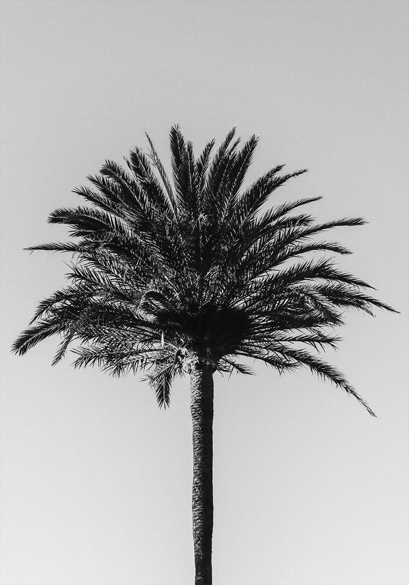 Palm_003 - Posterbox