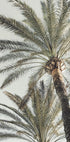 Palm_005 - Posterbox