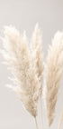 Pampas Grass Grey 02 - Posterbox