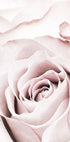 Pink Rose No 05 Plakat - Posterbox