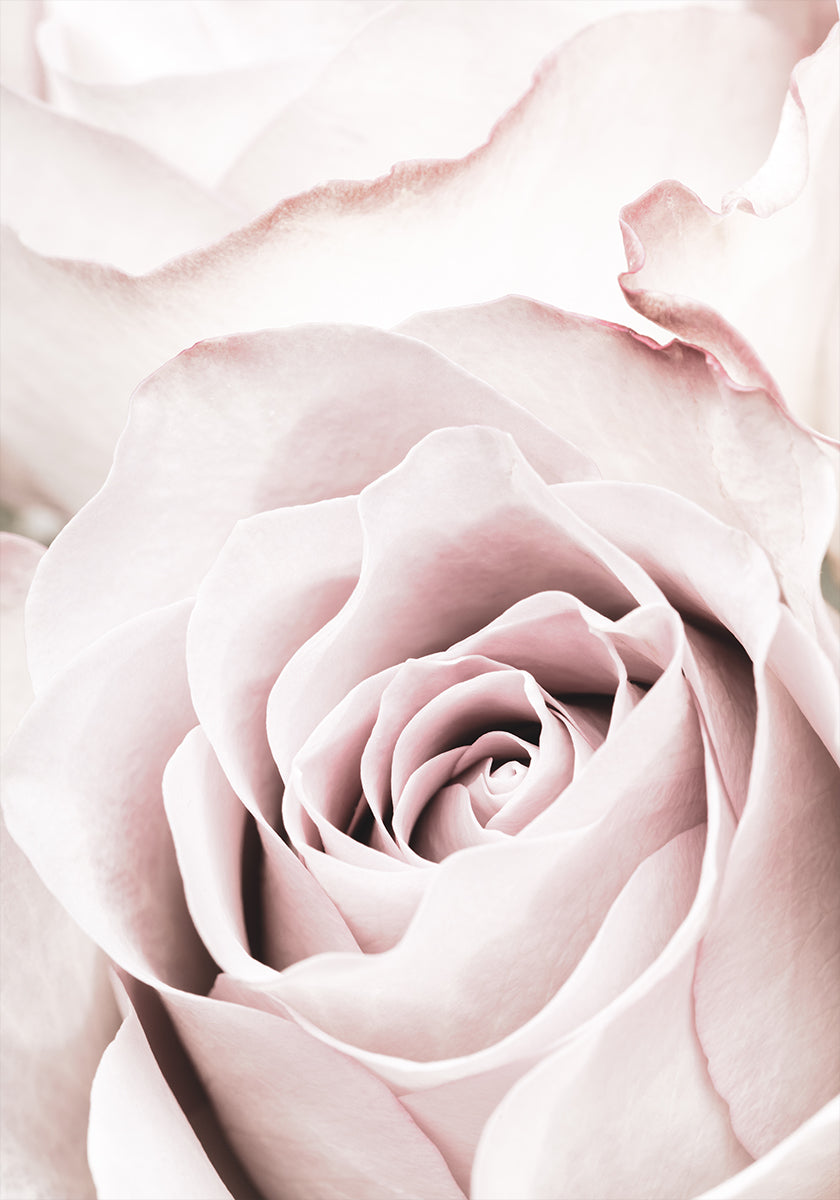 Pink Rose No 05 Plakat - Posterbox