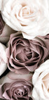Roses - Posterbox