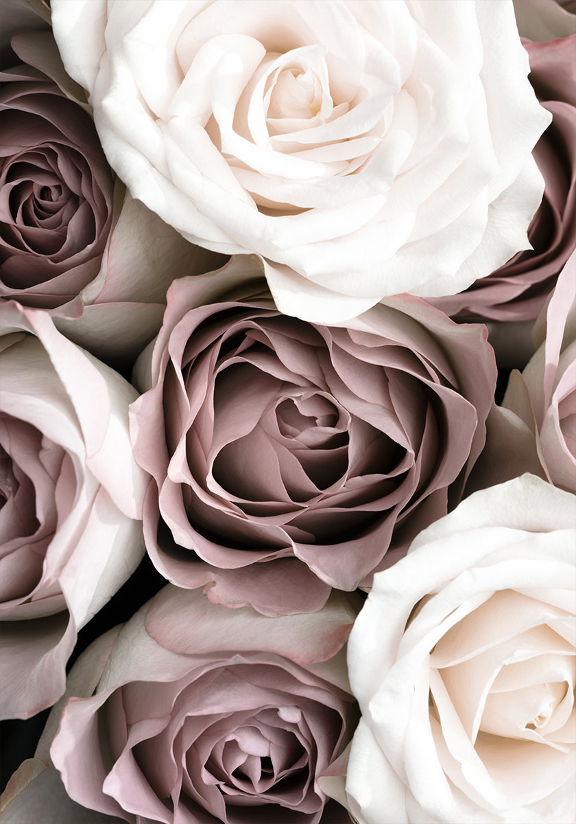 Roses - Posterbox
