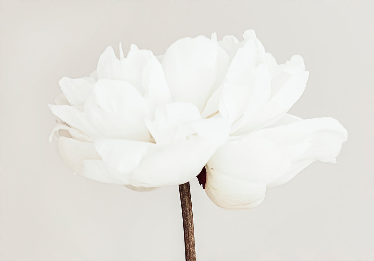 Peony No.11 Plakat - Posterbox