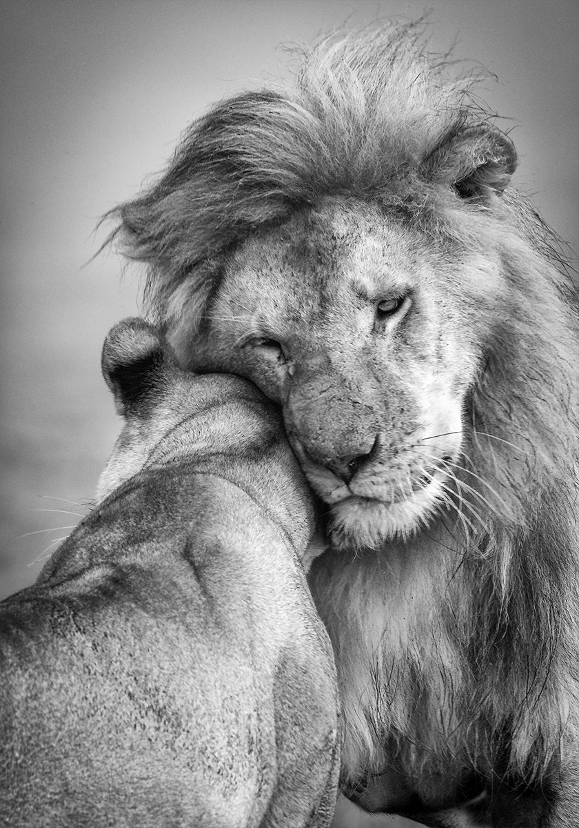 African Love! Plakat