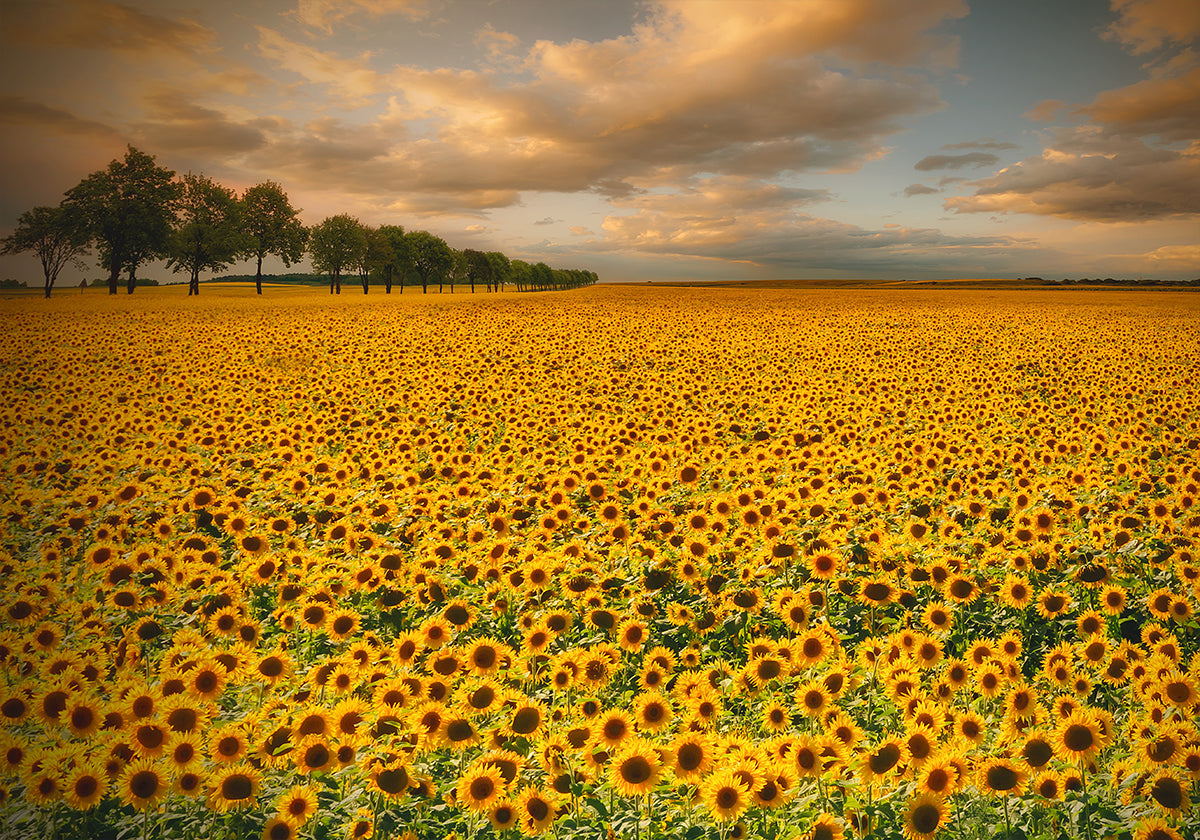 Sunflowers Plakat