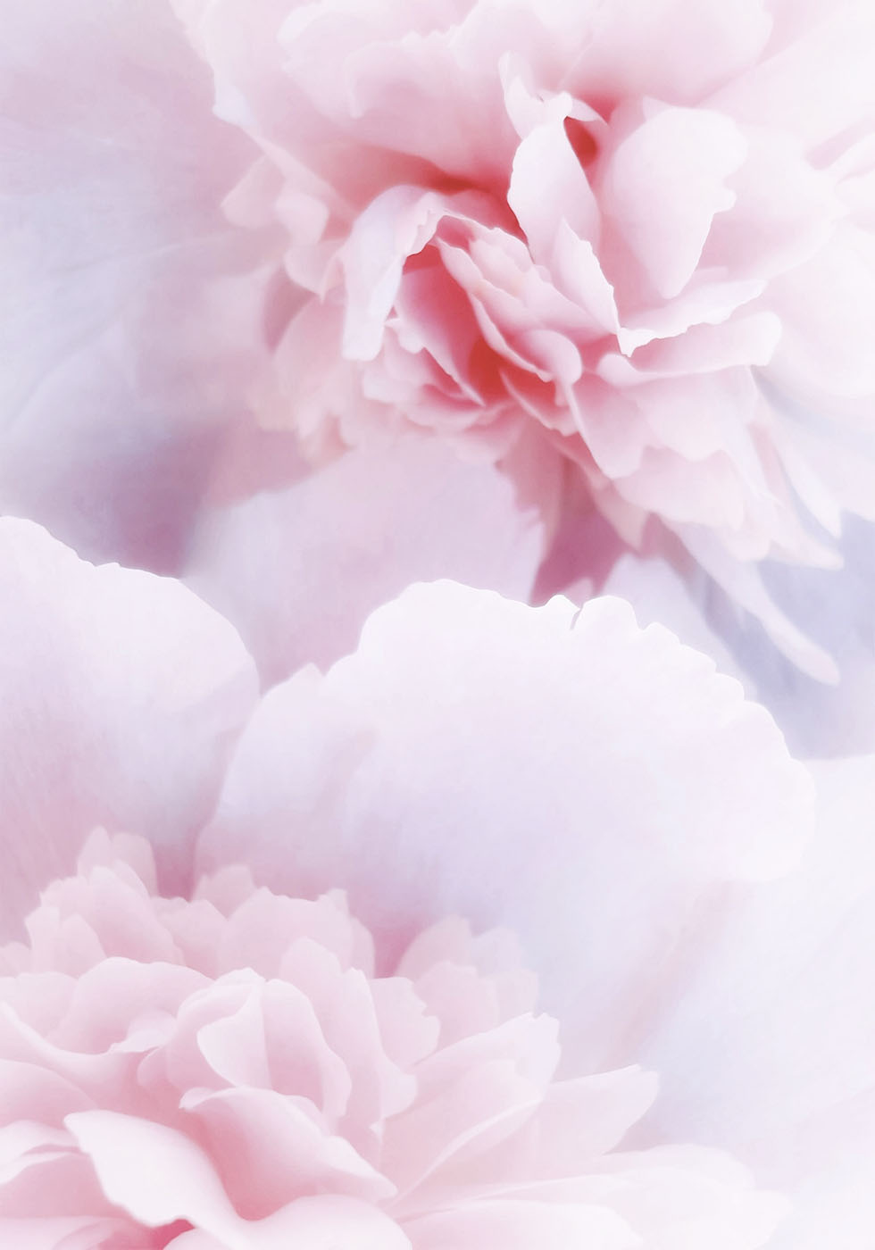 Pink Peonies Plakat - Posterbox.dk