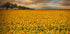 Sunflowers - Posterbox