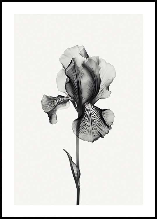 Abstract Iris Plakat - Posterbox.dk