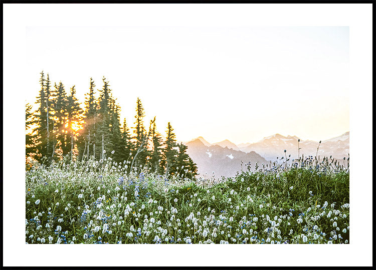 Alpine Dawn, Wildflowers and Forest Sunrise Plakat - Posterbox.dk