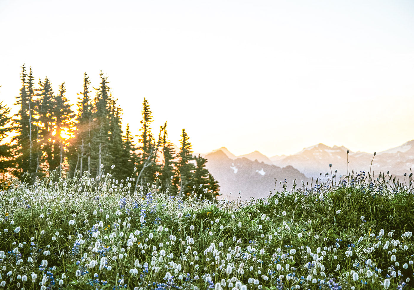 Alpine Dawn, Wildflowers and Forest Sunrise Plakat - Posterbox.dk