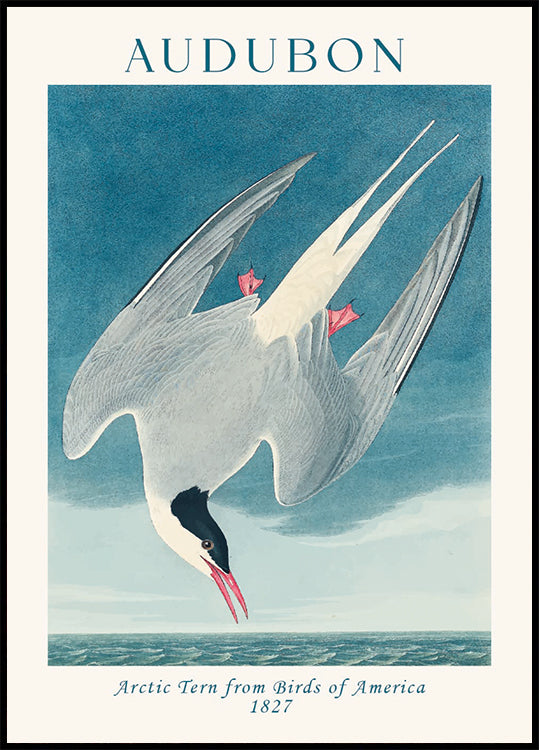Arctic Tern from Birds of America Audubon Plakat - Posterbox.dk