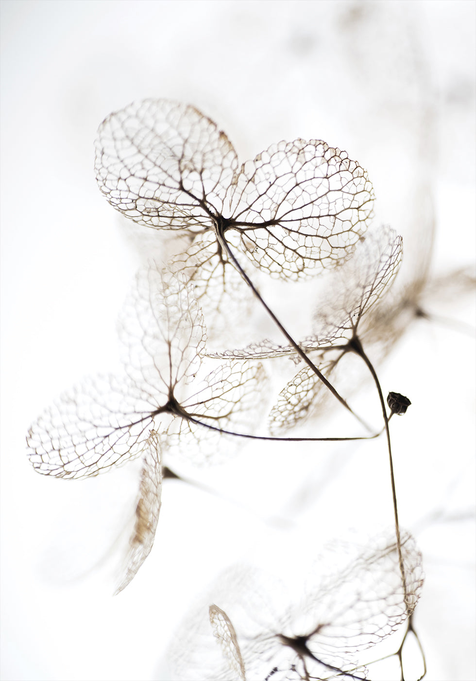 Autumn Dried Leaves №3 Plakat - Posterbox.dk