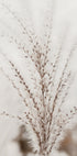 Autumn Miscanthus Plakat - Posterbox.dk