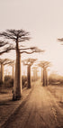 Baobab Trees at Sunset Plakat - Posterbox.dk
