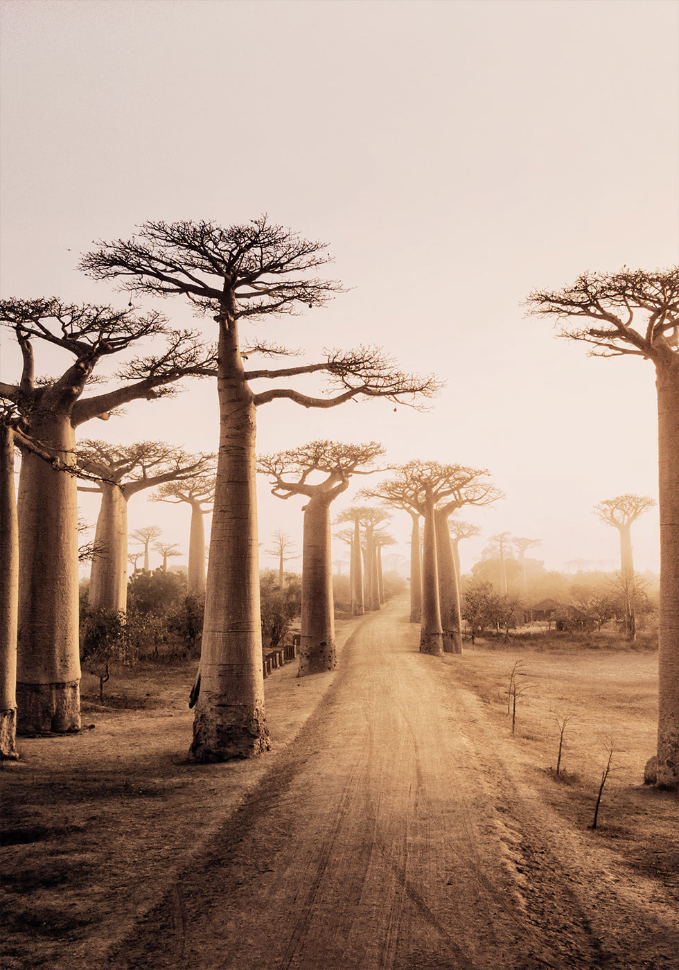 Baobab Trees at Sunset Plakat - Posterbox.dk