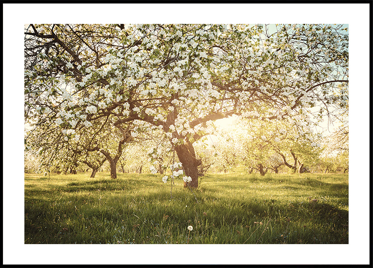 Blooming Cherry Orchard Plakat - Posterbox.dk
