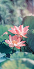 Blooming Lotus Flower Plakat - Posterbox.dk