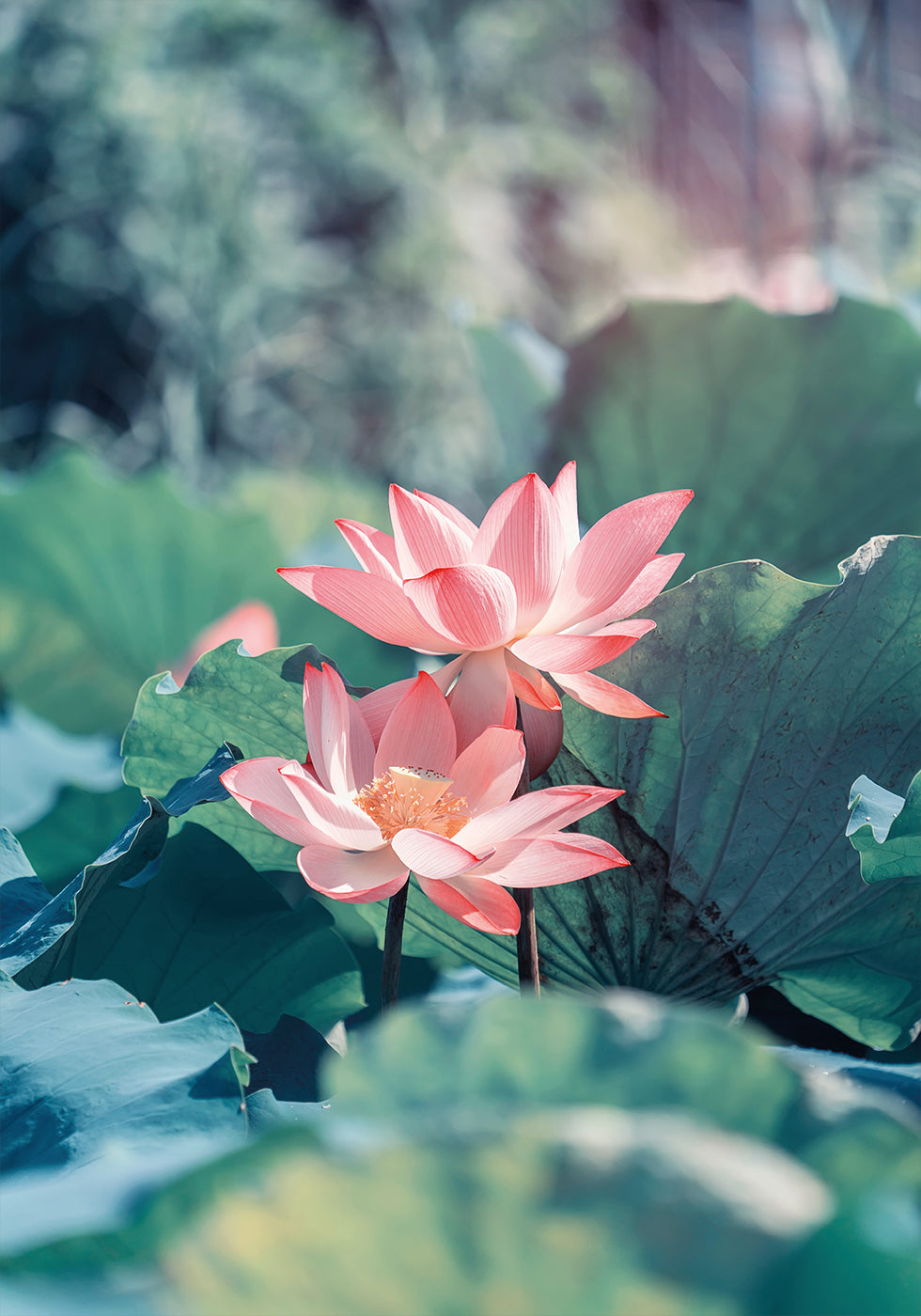Blooming Lotus Flower Plakat - Posterbox.dk
