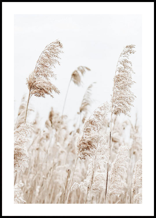Boho Dried Reeds in Nature Plakat - Posterbox.dk