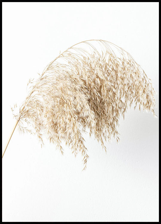 Boho Minimalist Dried Grass Plakat - Posterbox.dk