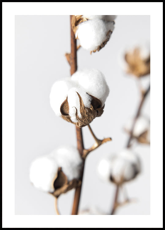 Branches of Fluffy Cotton Plakat - Posterbox.dk