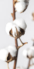 Branches of Fluffy Cotton Plakat - Posterbox.dk