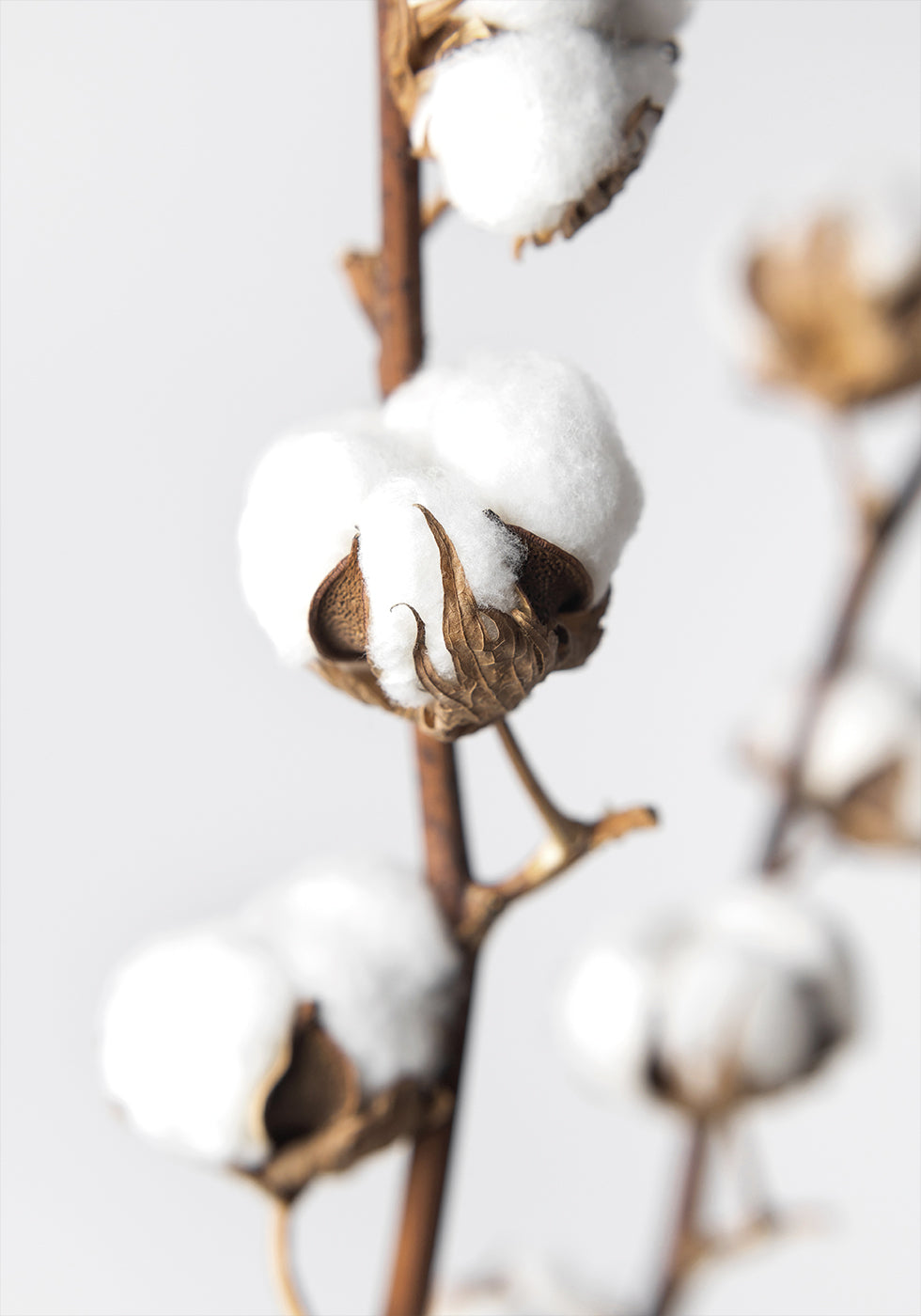 Branches of Fluffy Cotton Plakat - Posterbox.dk