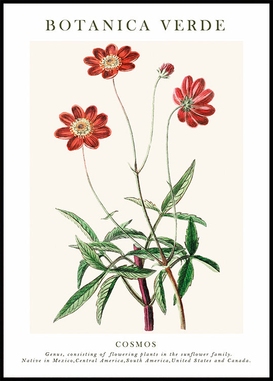 Cosmos Botanical Plakat - Posterbox.dk