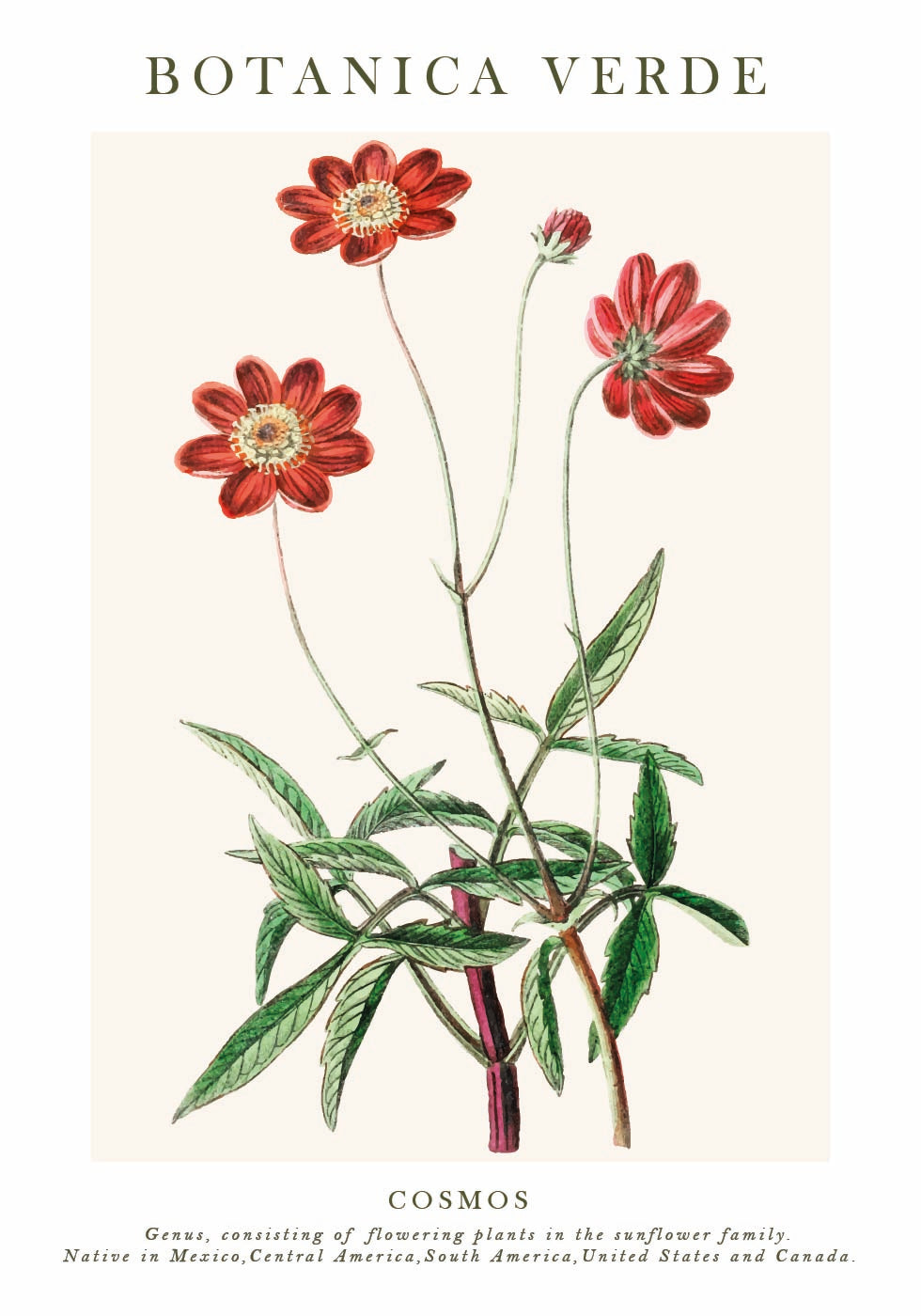 Cosmos Botanical Plakat - Posterbox.dk