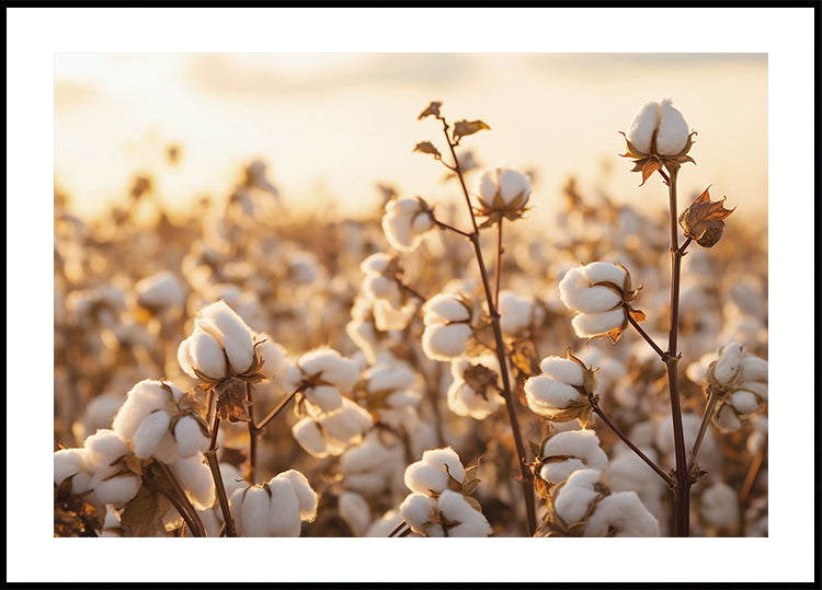Cotton Flowers at Sunset Plakat - Posterbox.dk