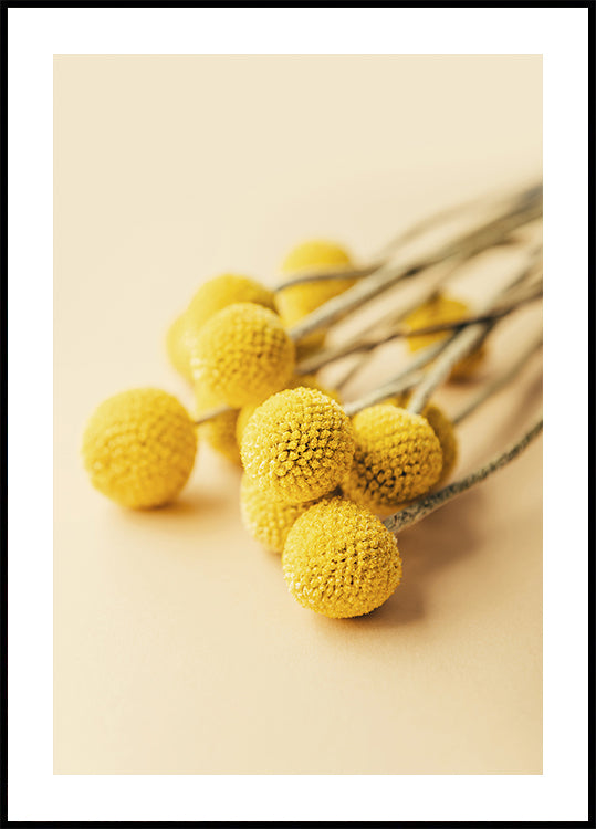 Craspedia Globosa Flowers Plakat - Posterbox.dk