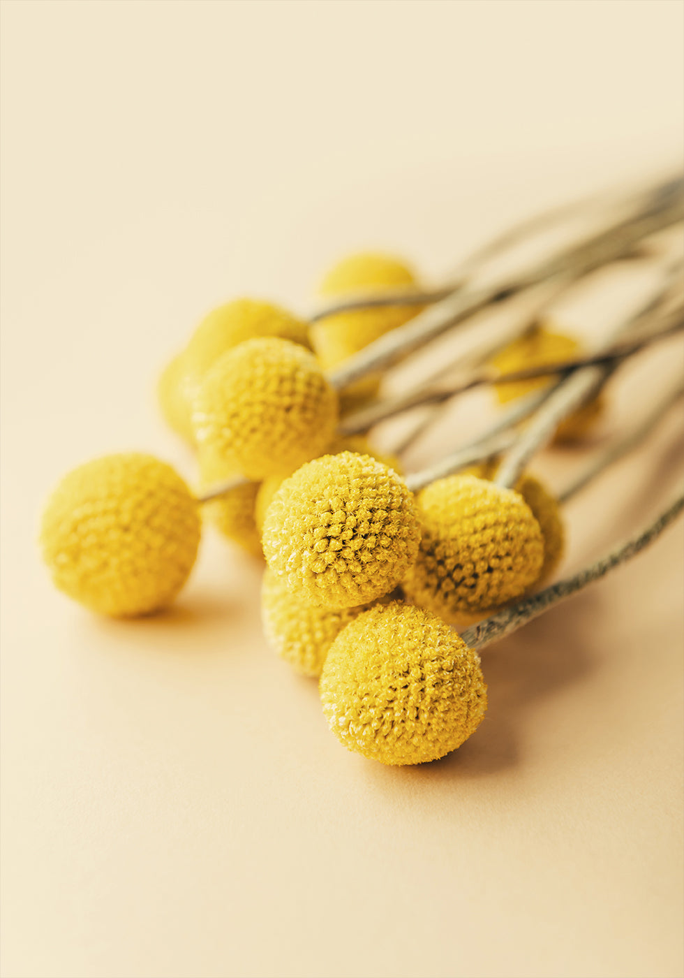 Craspedia Globosa Flowers Plakat - Posterbox.dk