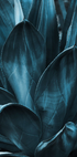 Dark Blue Agave Leaves Plakat - Posterbox.dk