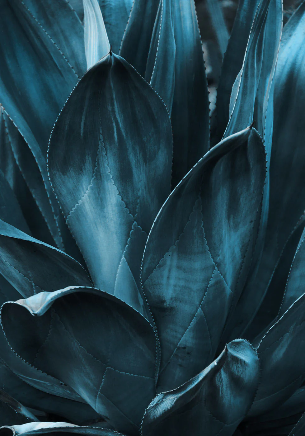 Dark Blue Agave Leaves Plakat - Posterbox.dk