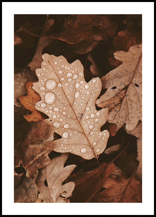 Dew-Dappled Autumn Leaves Plakat - Posterbox.dk